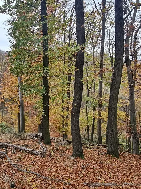 Prodej lesa 6255 m² Žlutava - 7