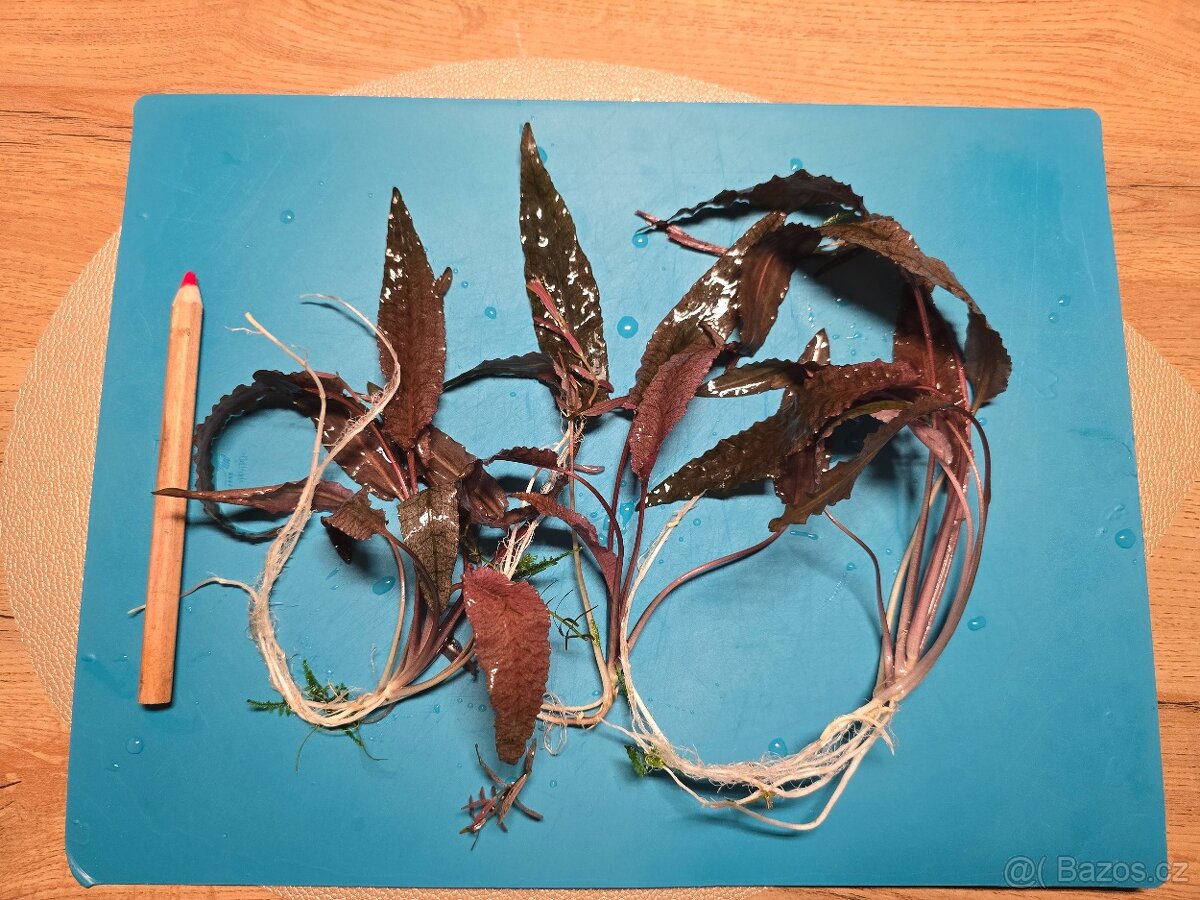 Prodám akvarijní rostliny rotala hra, javsky mech, Cryptocor - 7