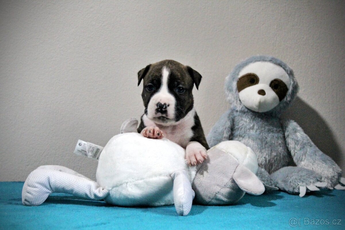 Americký stafordšírský teriér s PP - 7