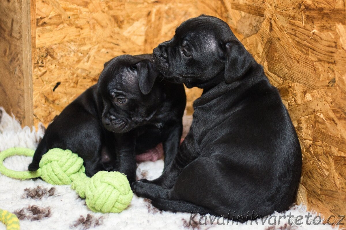 Stafordšírský bulteriér s PP FCI - 7