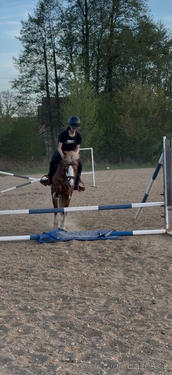 Pony S - 7