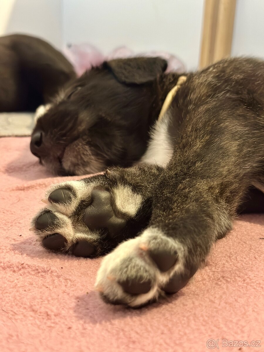 Írsky vlkodav s PP - 7