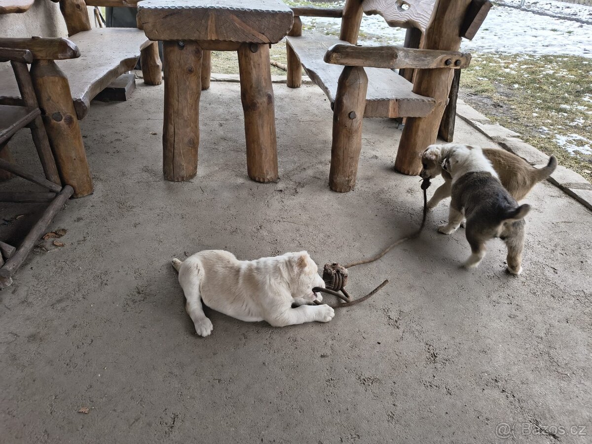 SAO/středoasijský pastevecký pes - 7