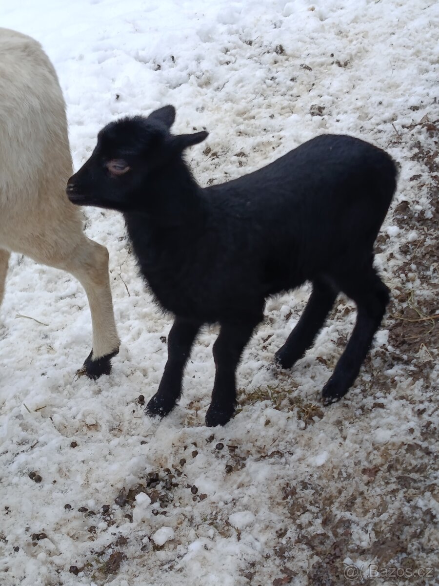 Kamerunské jehňátka a ovečky - 7