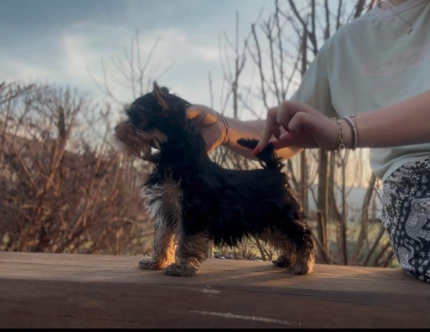 Yorkshire terrier - 7