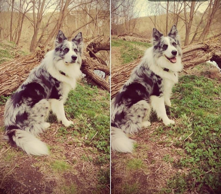 Border kolie -krytí - 7