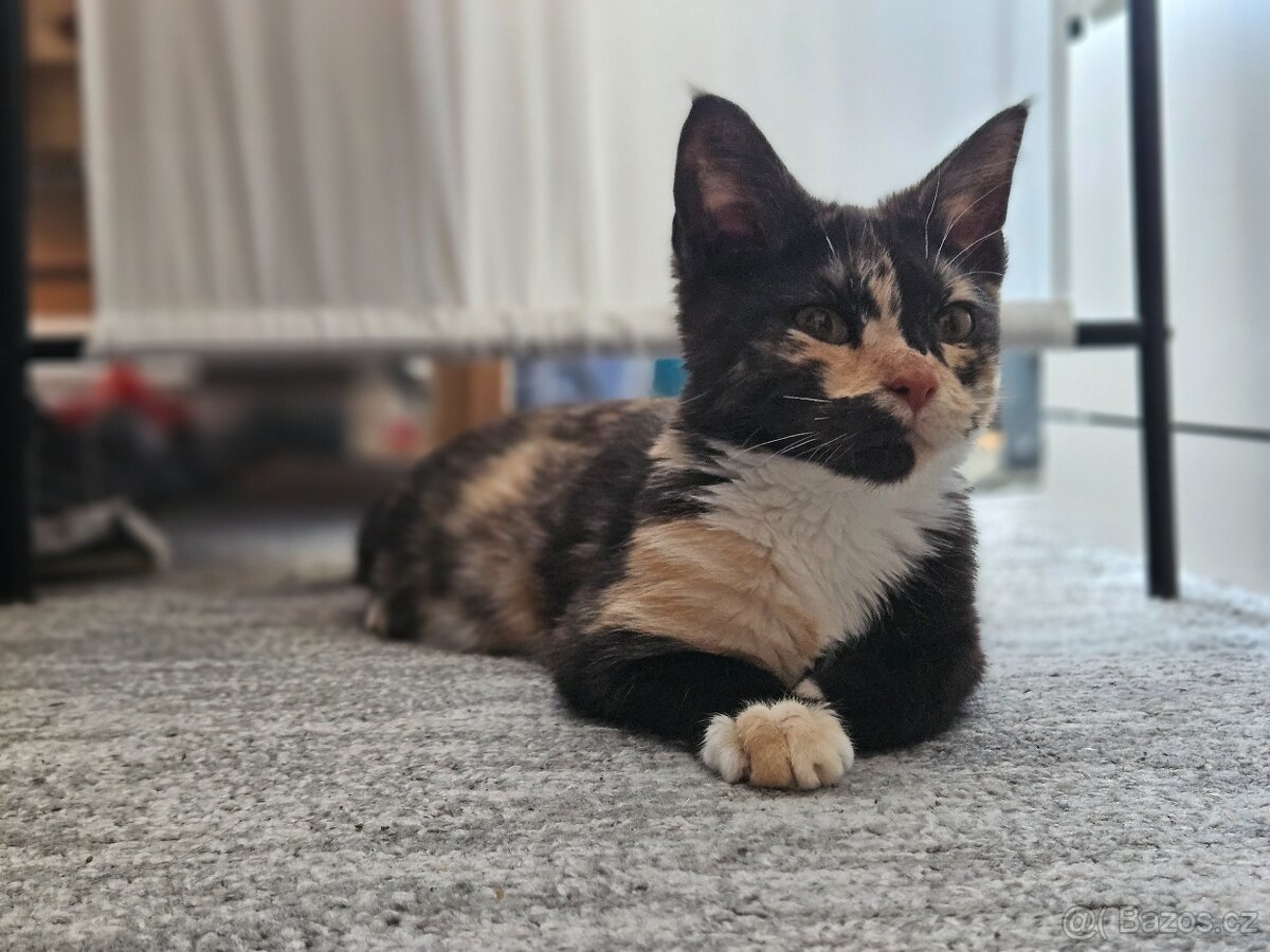 Kříženci Ragdoll - 7