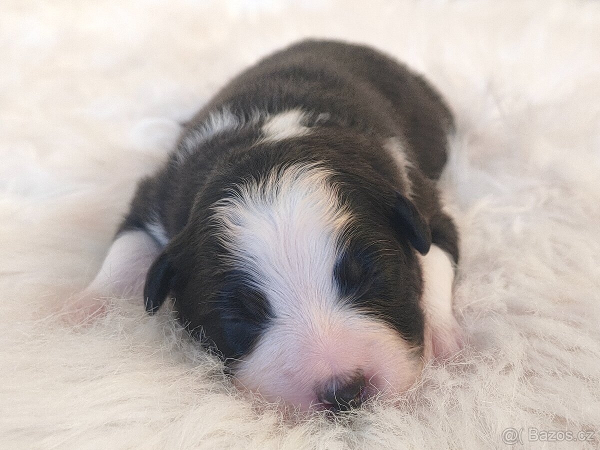 Australský ovčák s PP - štěňátka na prodej - 7