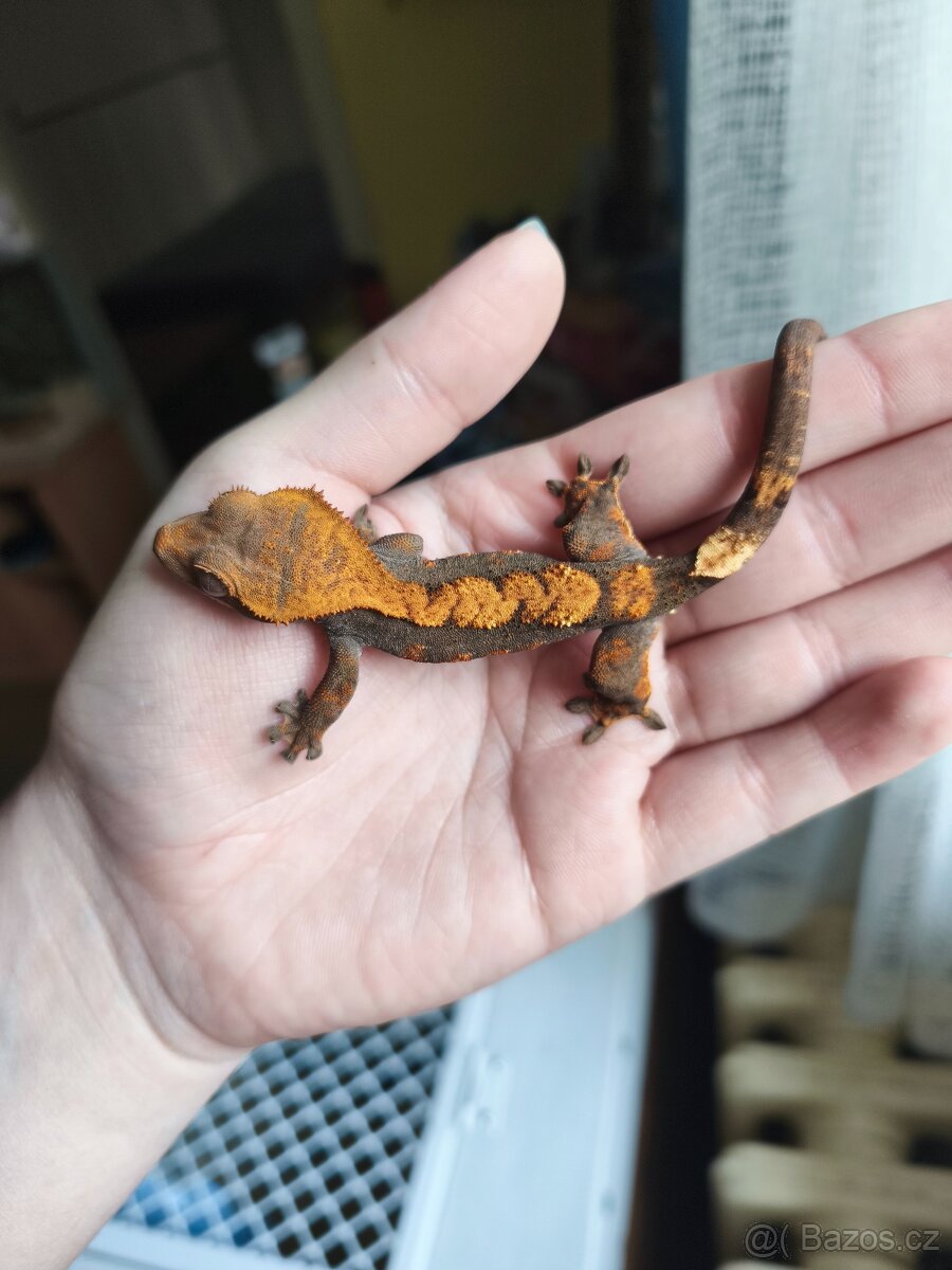 Pagekon řasnatý 0.1 - 7