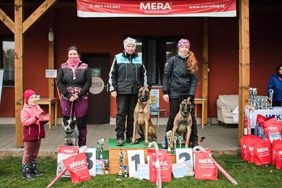 Belgický ovčák malinois - 7