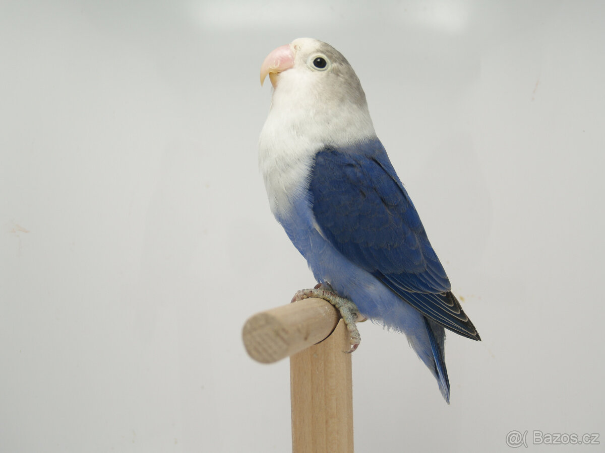 Agapornis fischeri - 7
