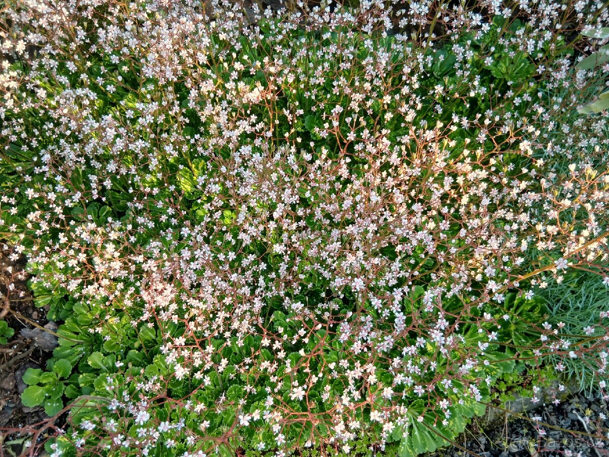 Přebytky ze zahrady - 7