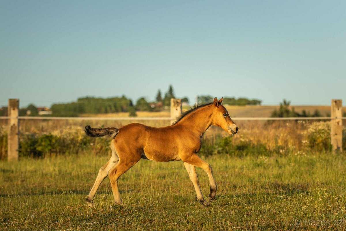 REZERVACE - Welsh Cob hřebeček - 7