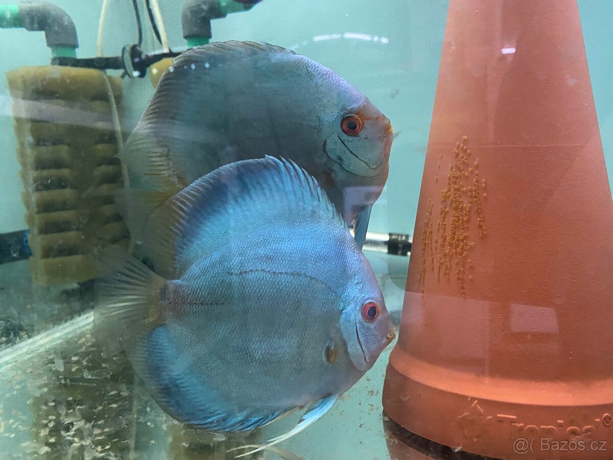 Terčovci - discus CHOVNÝ PÁR BLUE DIAMOND - 7