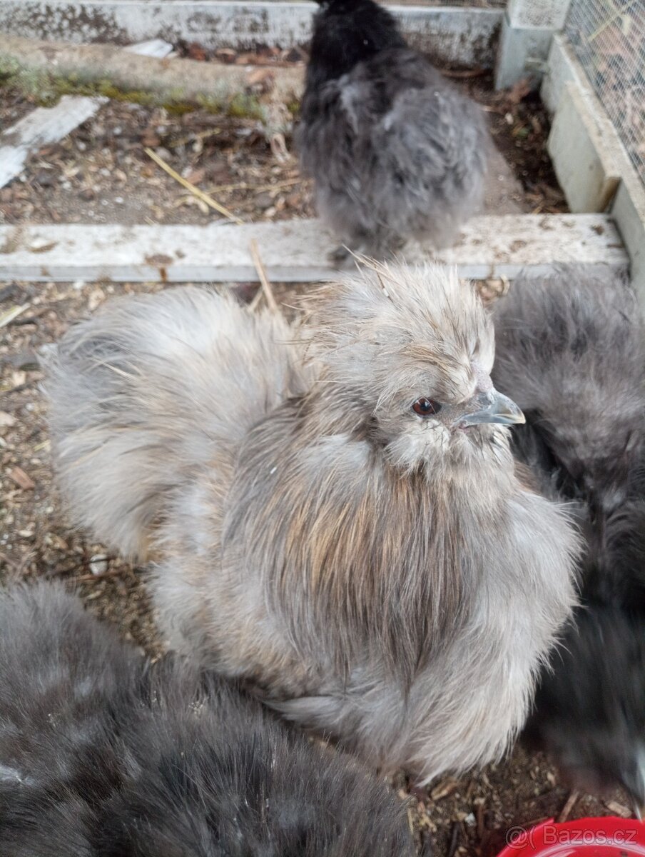 Slepicka a kohoutek hedvábnička modrá - 7