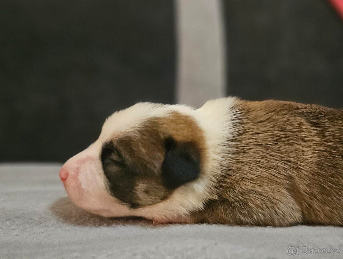 Peruánský naháč s PP orstěná fenka a holý pes - 7