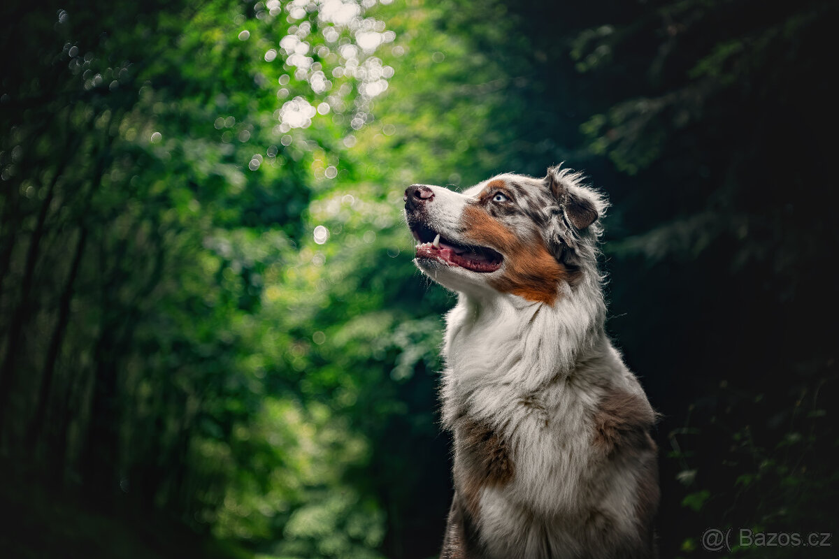 CZJ Tessar 50/2,8 M42 - 7