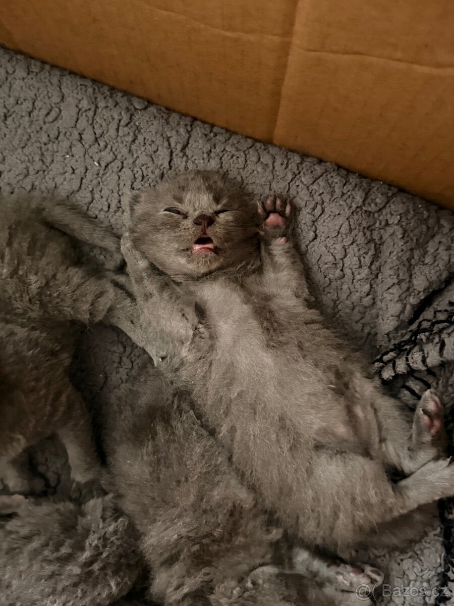 Britské koťata - 7