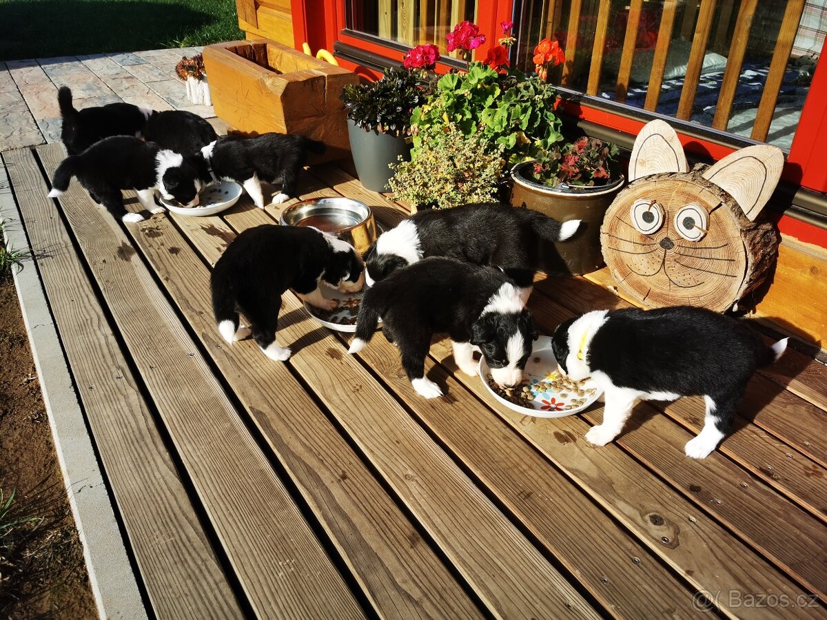 Štěňata Border Kolie - 7