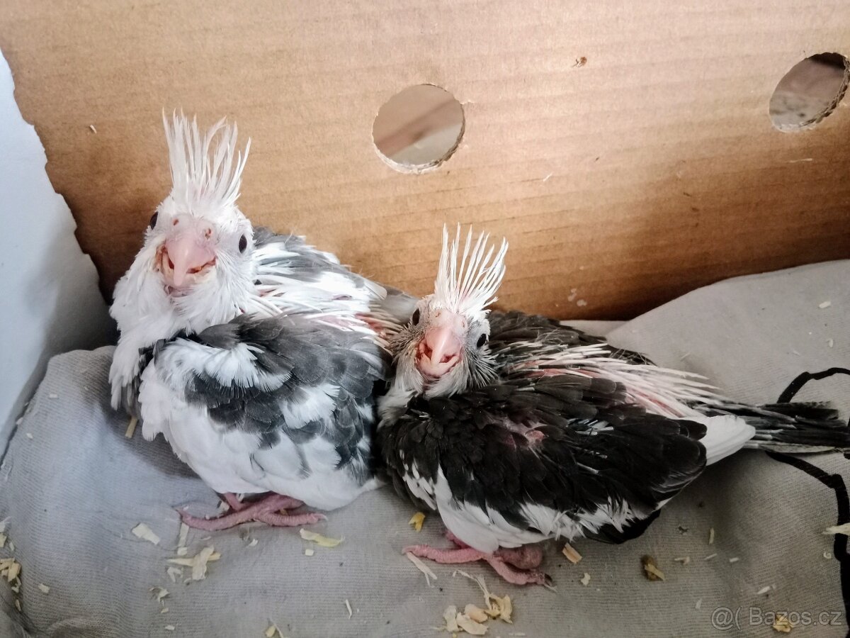 Korela chocholatá - 7