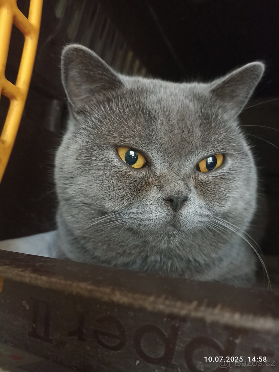 Britský modrý kocour ke krytí - 7
