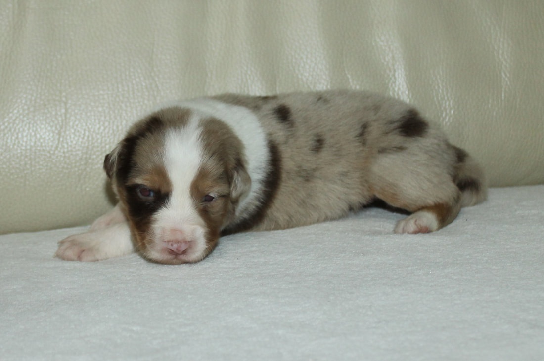 Australsky ovčák - 7