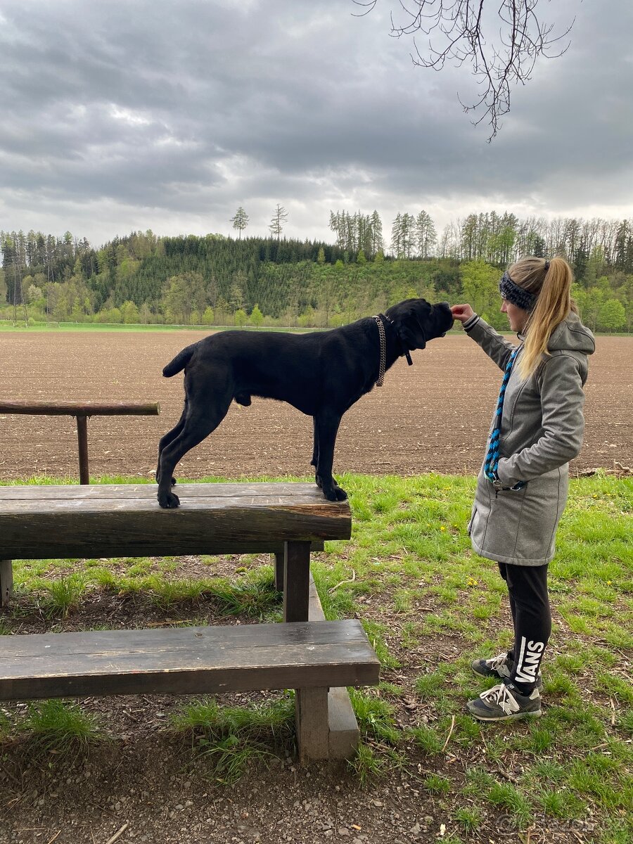 Cane Corso krytí - chovný černý pes - 7