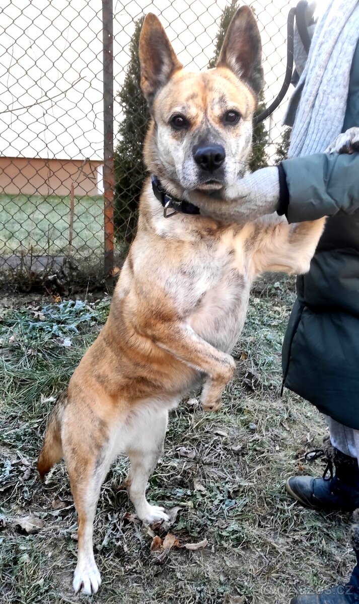 Evelyn hledá domov - 7