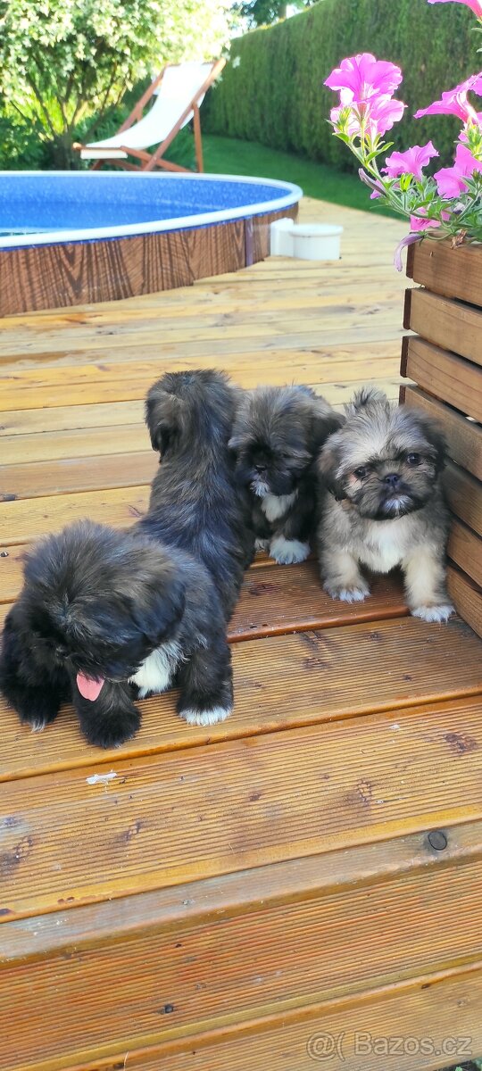 Shih Tzu štěňata shitzu - 7