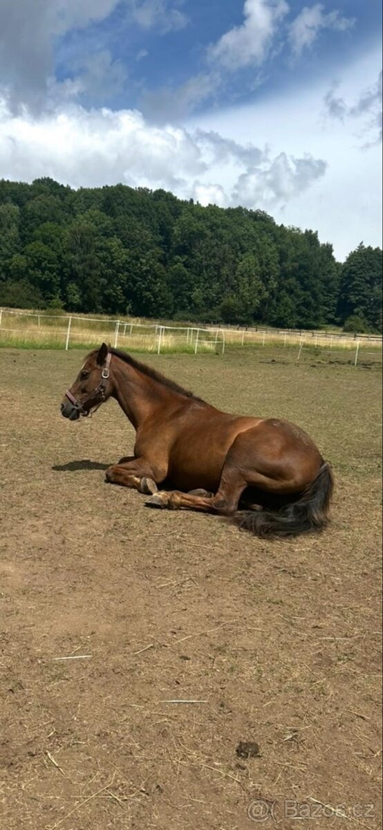 Welsh pony A - 7