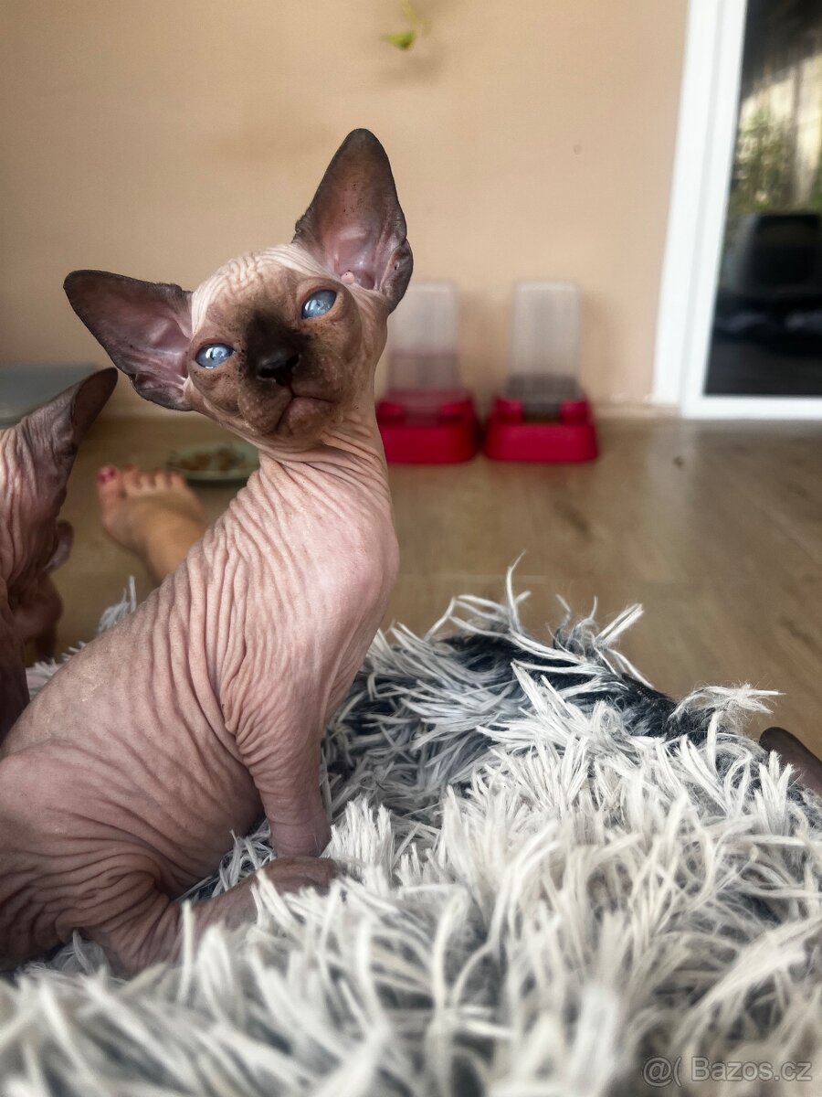 Kanadský sphynx - 7
