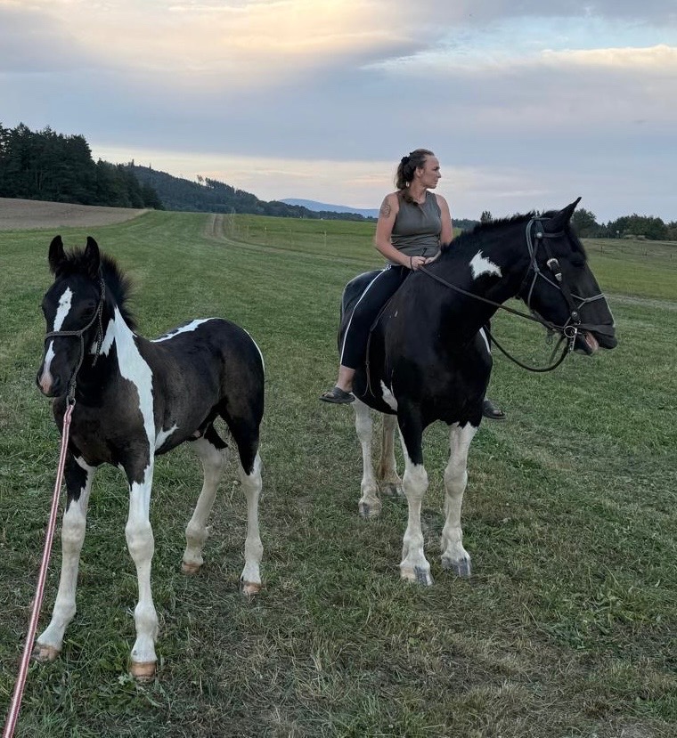 Barock Pinto X Welsh Cob D - 7