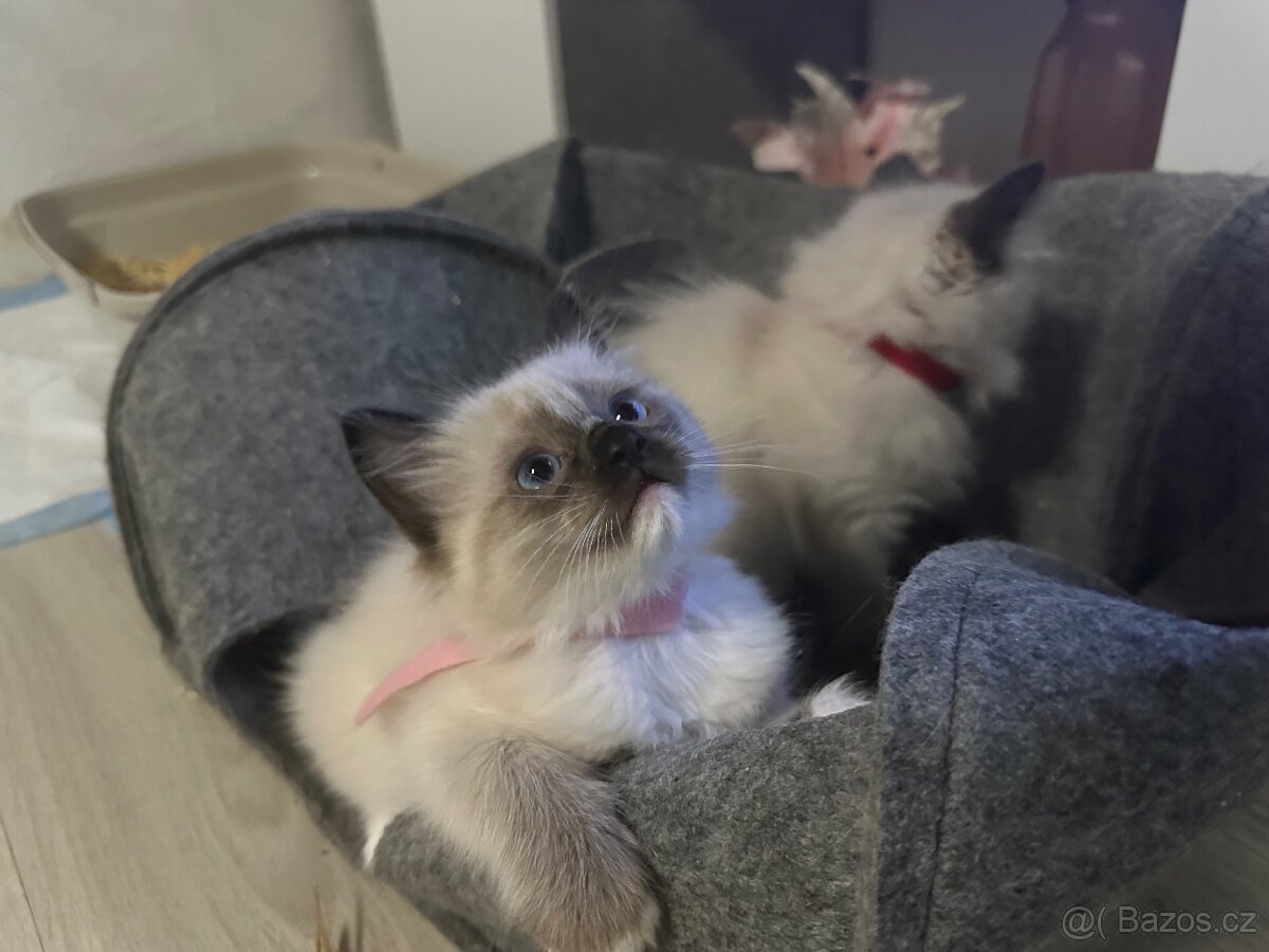 Koťátka Ragdoll - 7