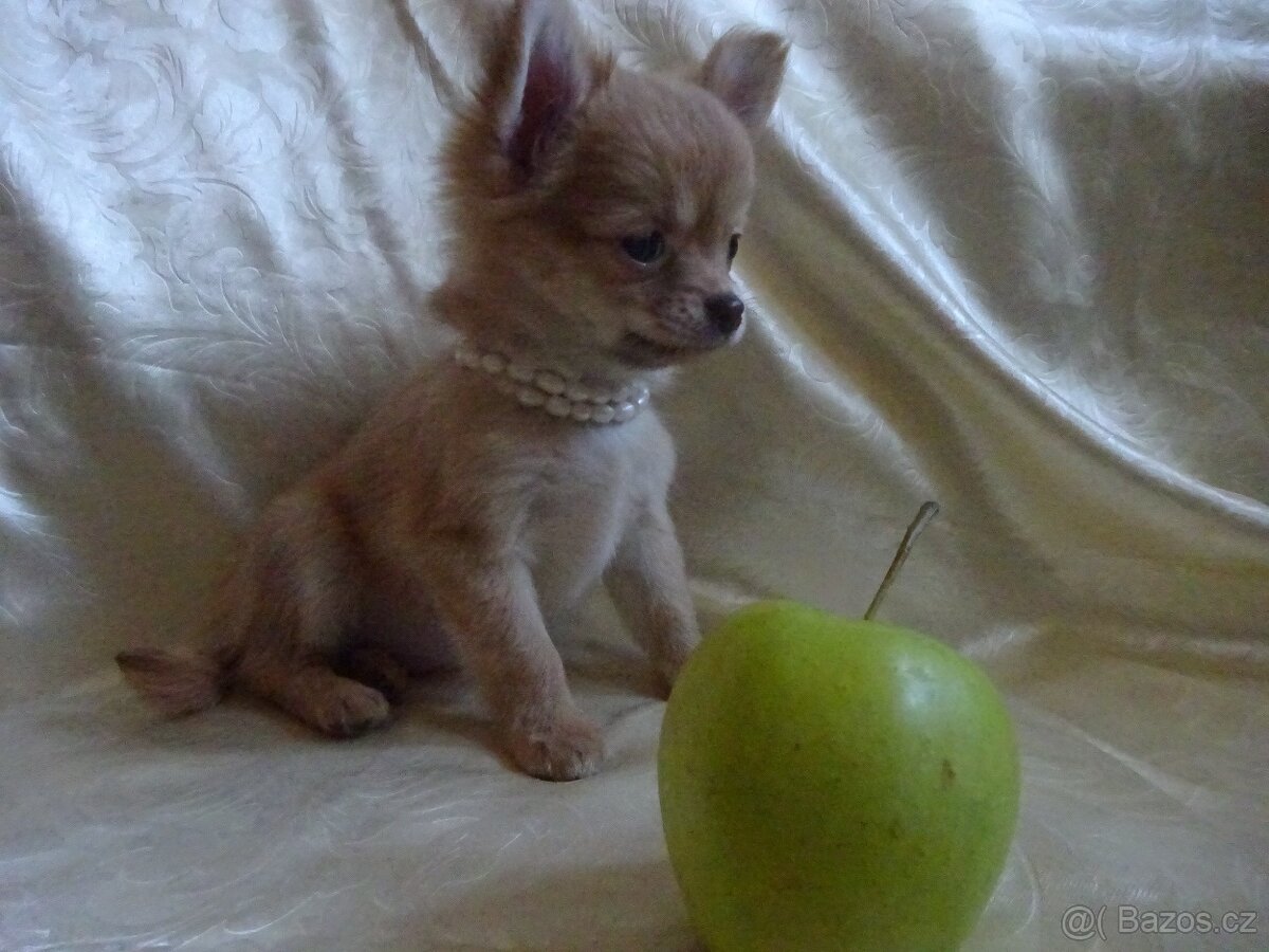 Vrh štěňátek čivava. - 7