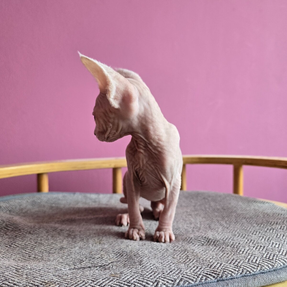 Kanadský sphynx bez PP - 7