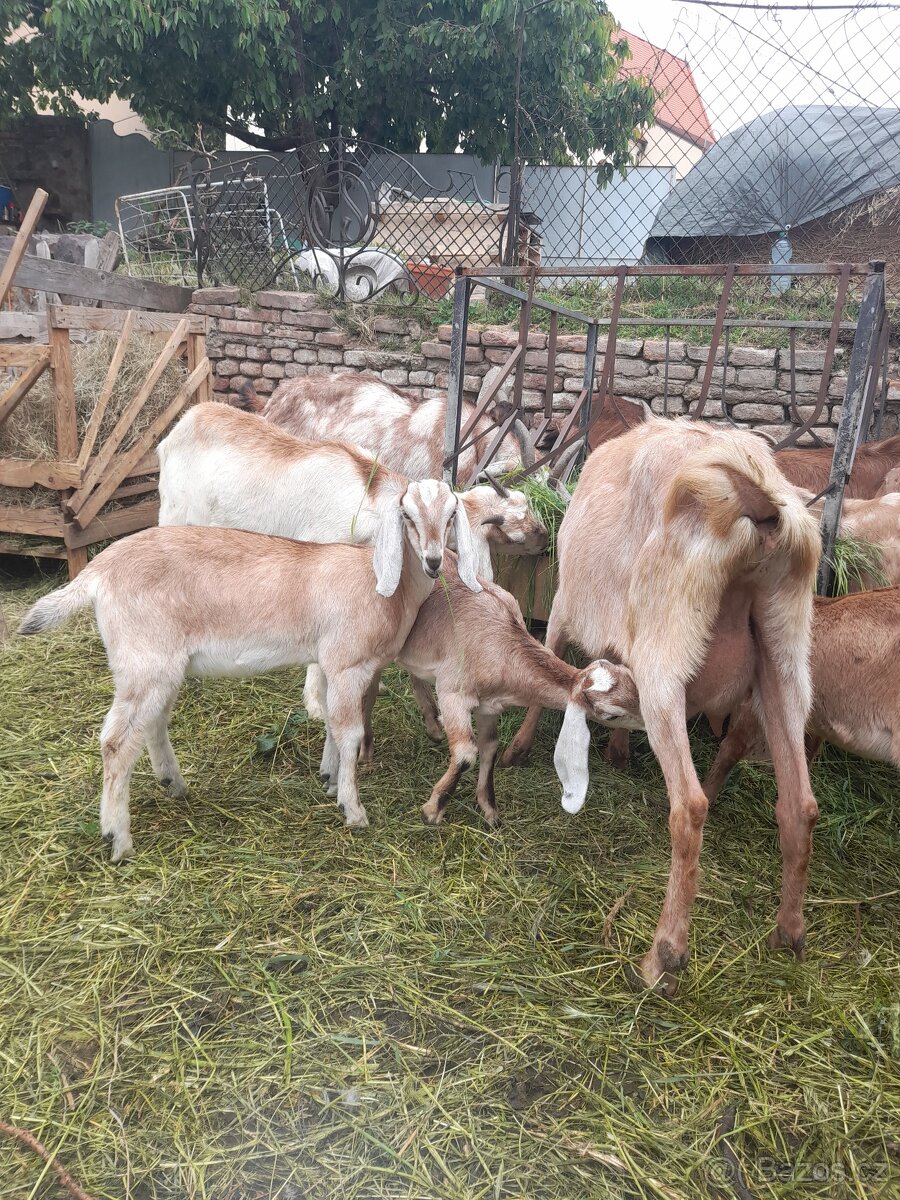 Anglonubijská koza s POP ,dotace - 7