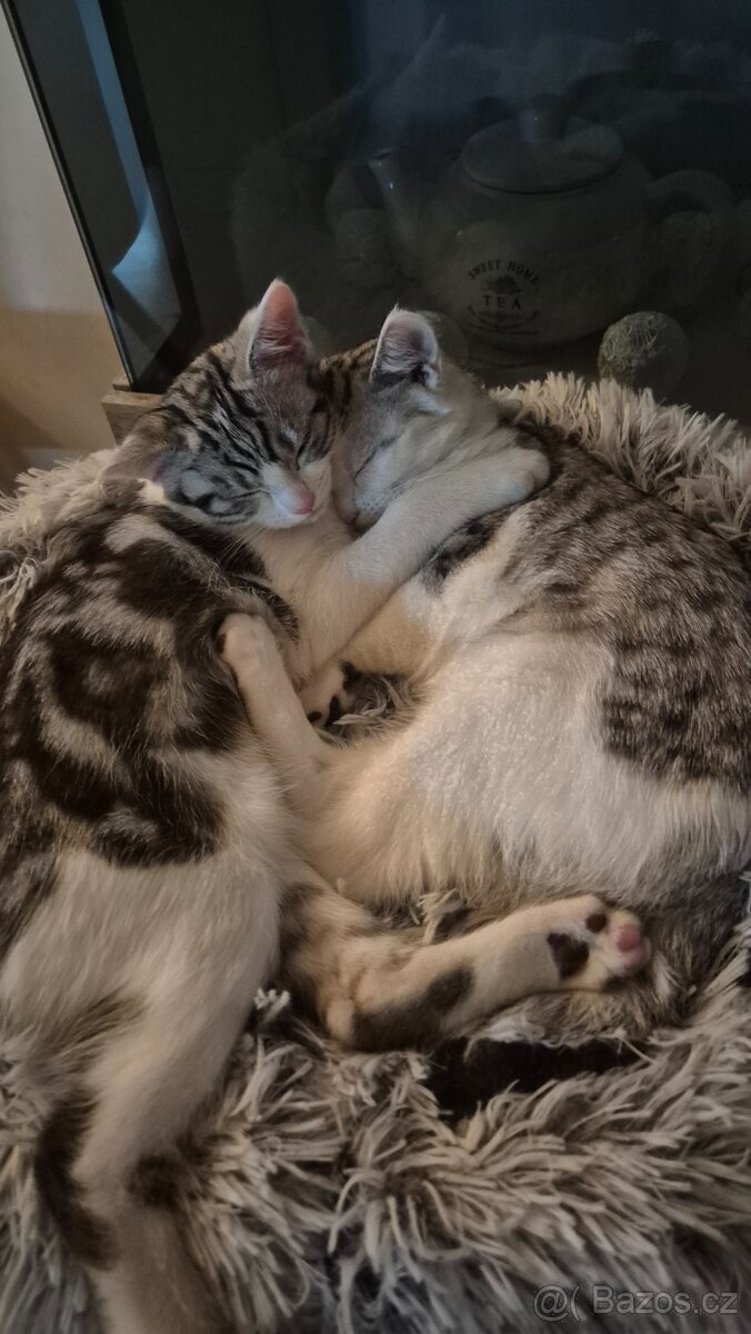 Britská koťátka - 7
