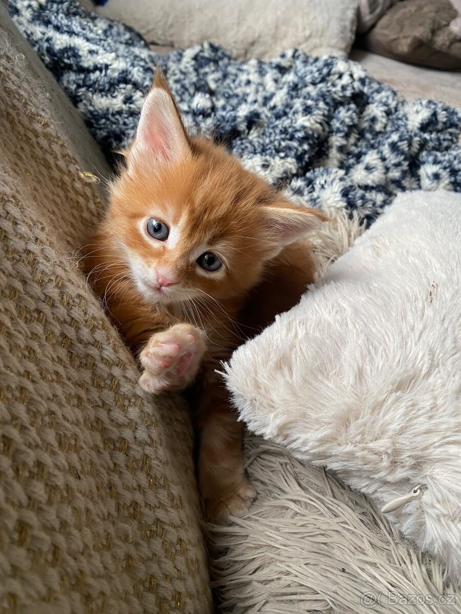 Mainská mývalí - 7