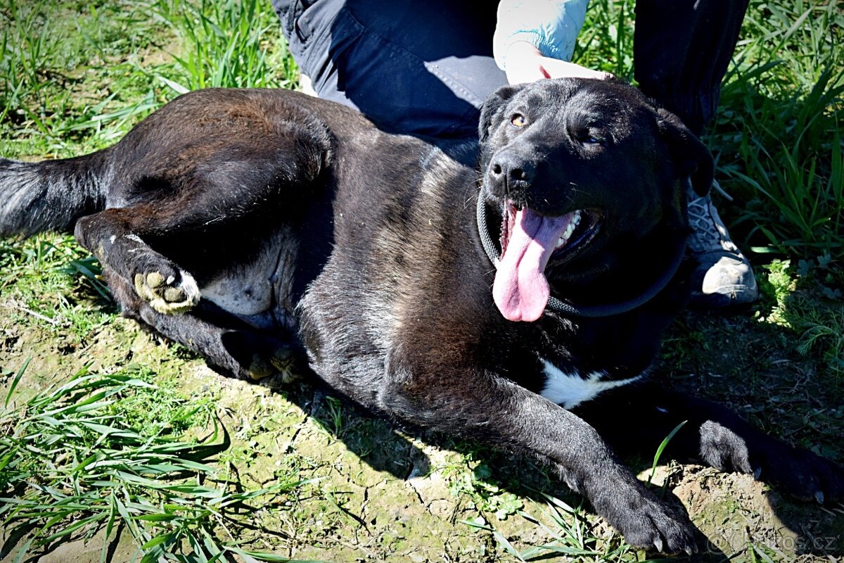 ALLEGRA K ADOPCI-3 ROKY, MILÁ,VDĚČNÁ,ODDANÁ - 7