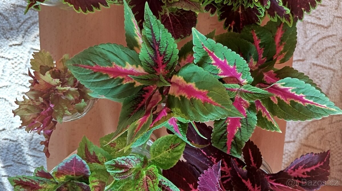Africká barevná okrasná kopřiva - coleus - 7