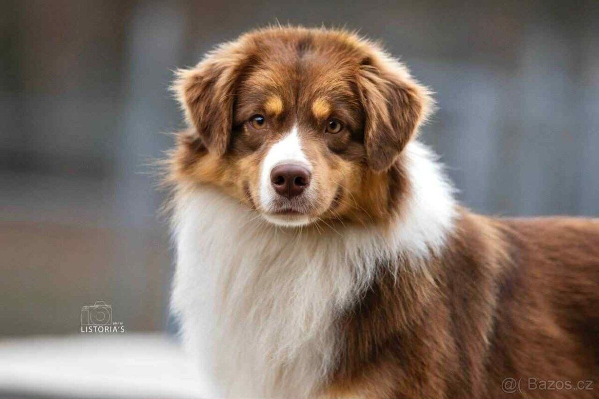 Miniatúrní americký ovčák s PP- instagram - Aleantmas - 7