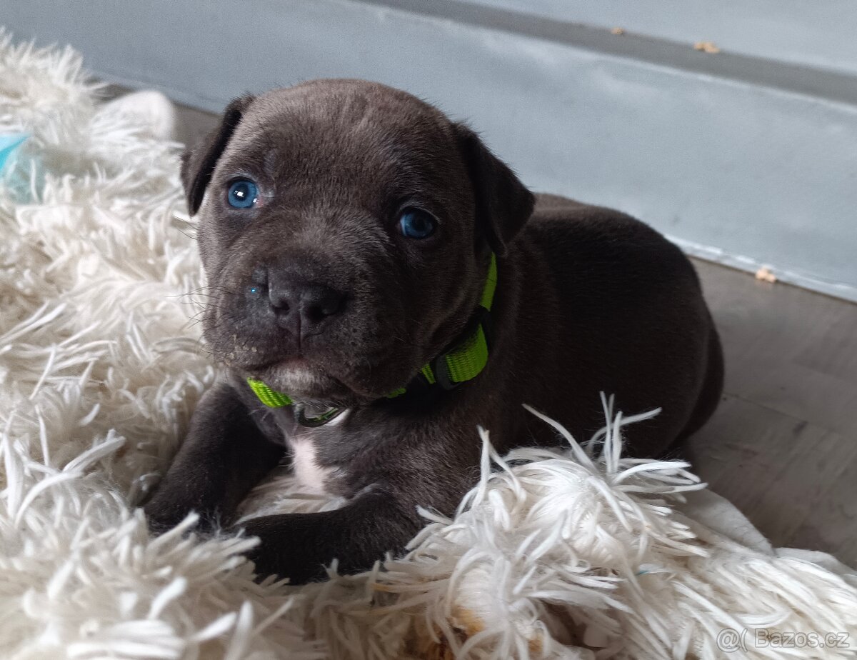 Štěňátka stafordšírský teriér - 7