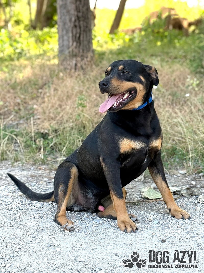 Dobrák Mayo hledá domov - 7