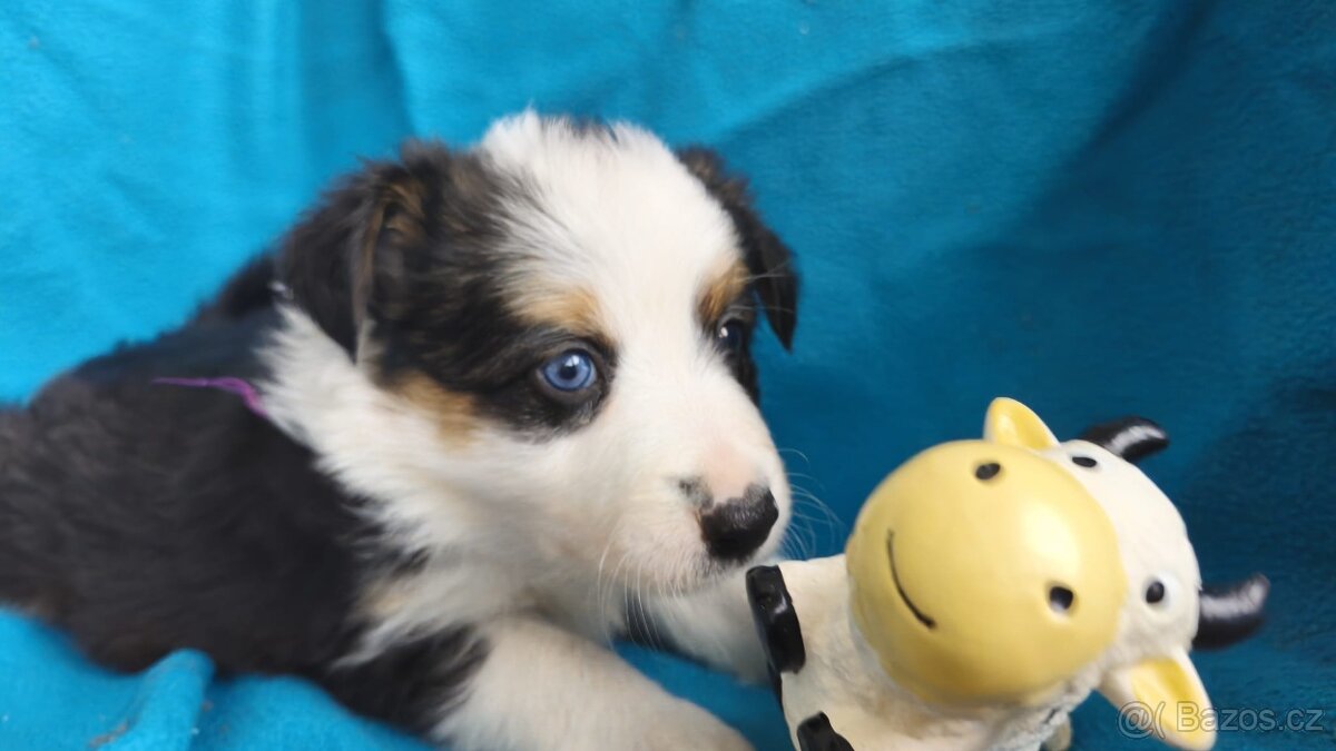 Border kolie štěňata - 7