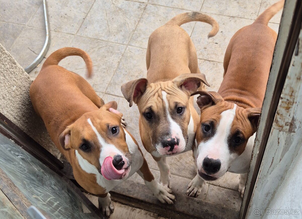 Americký stafordšírský teriér s PP - 7
