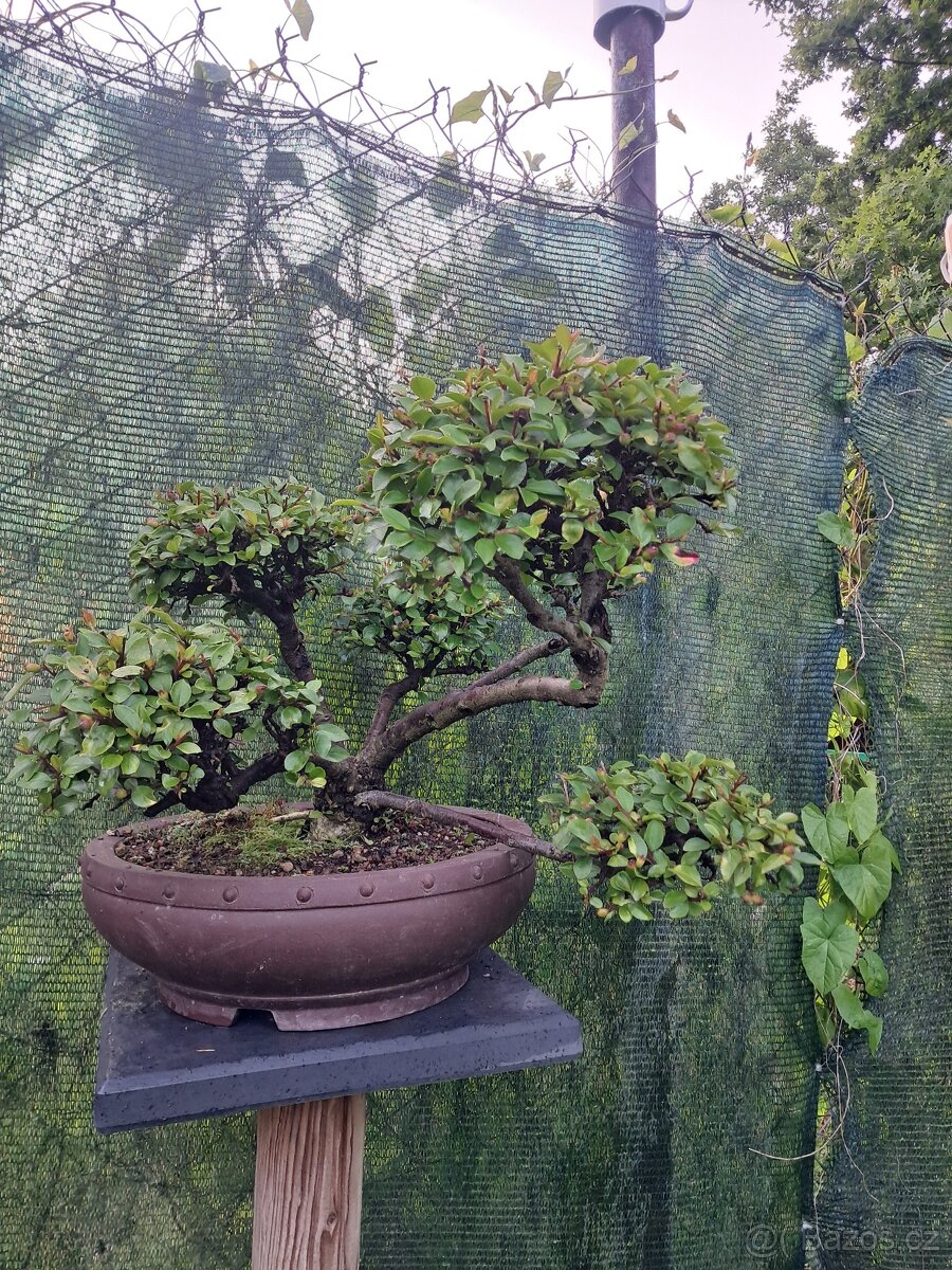 Bonsaj bonsai Skalnik - 7