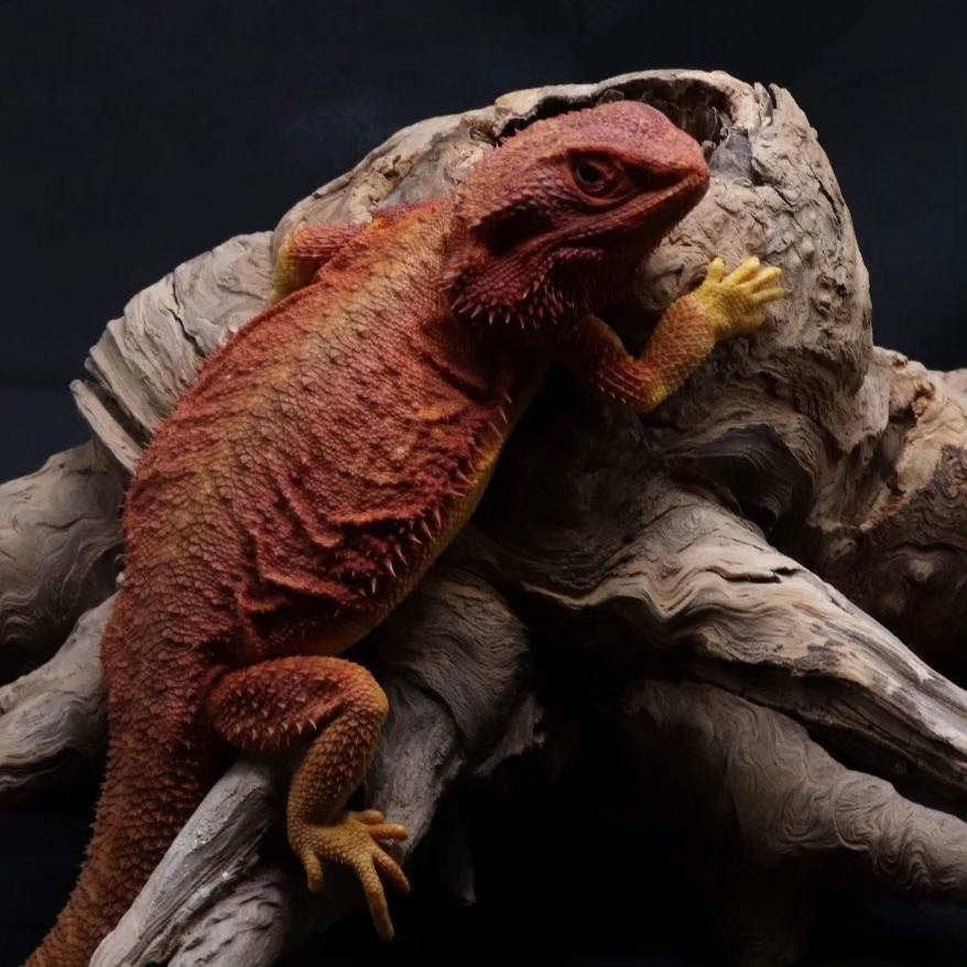 Agama vousatá - Coral mláďata - 7