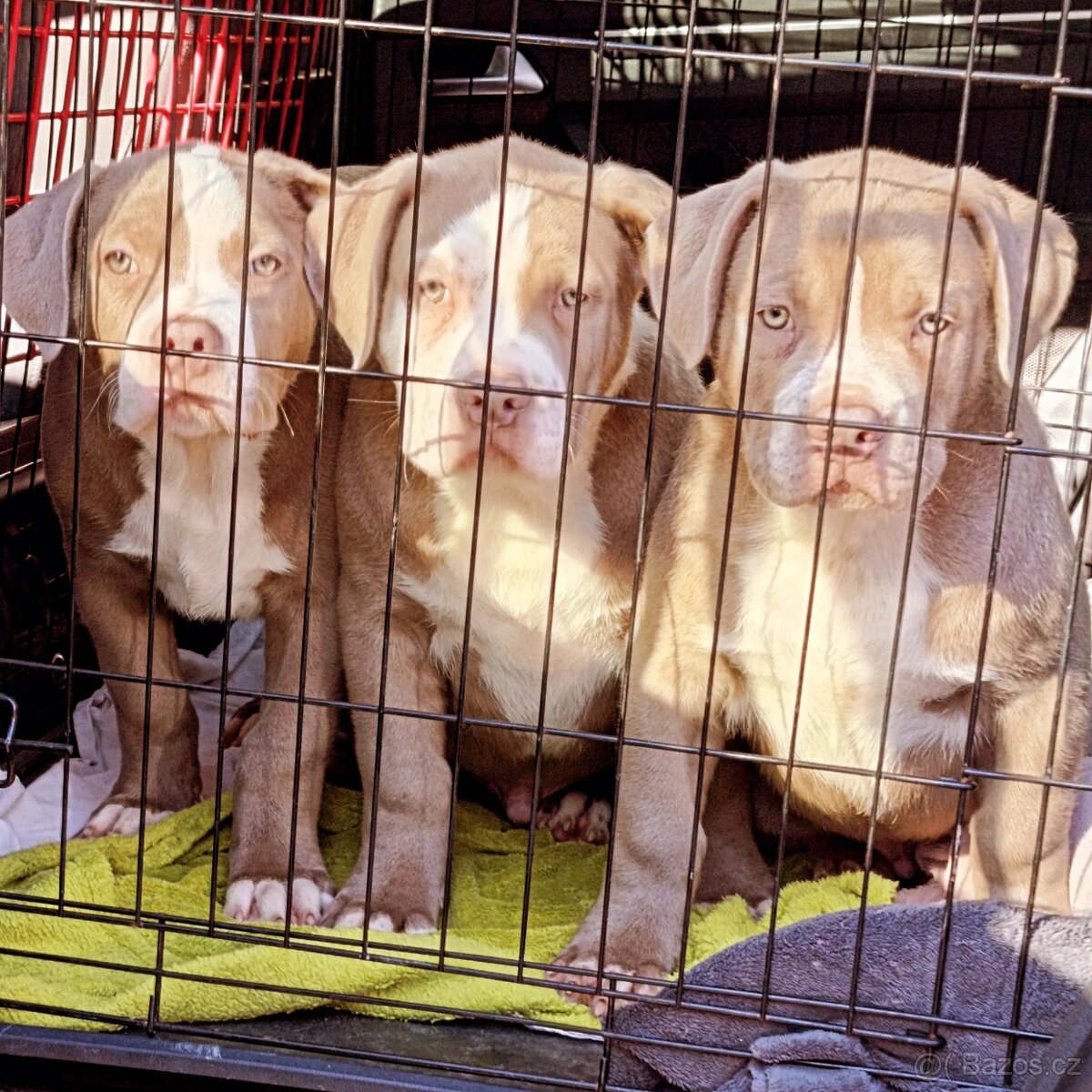 American bully xl xxl - 7