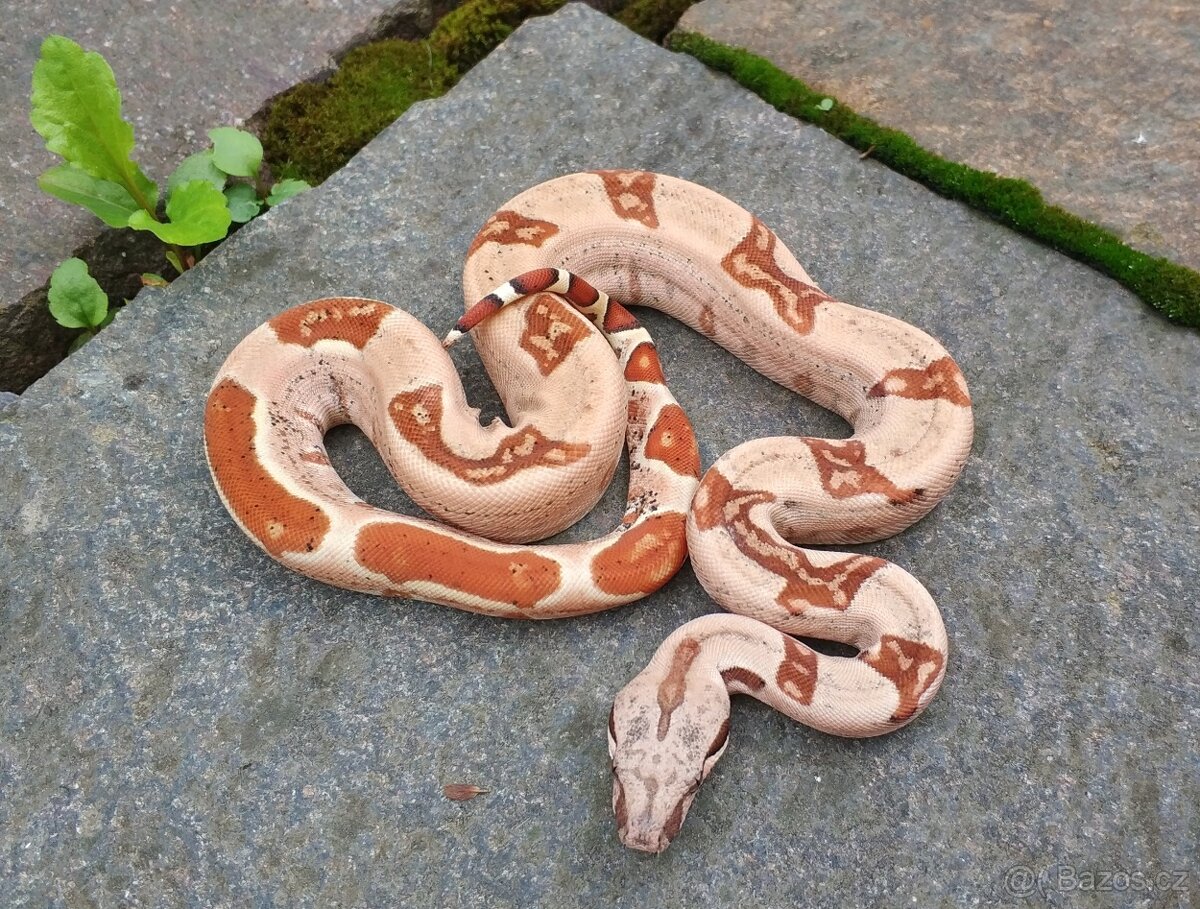 Boa imperator - Normal a Hypo 66% het Sterling VPI - 7