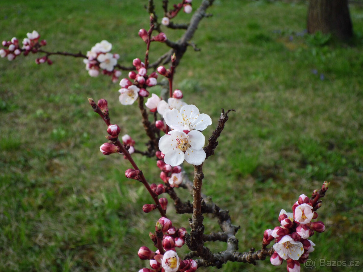 Prodám kompakt Casio EX-Z27 - 7